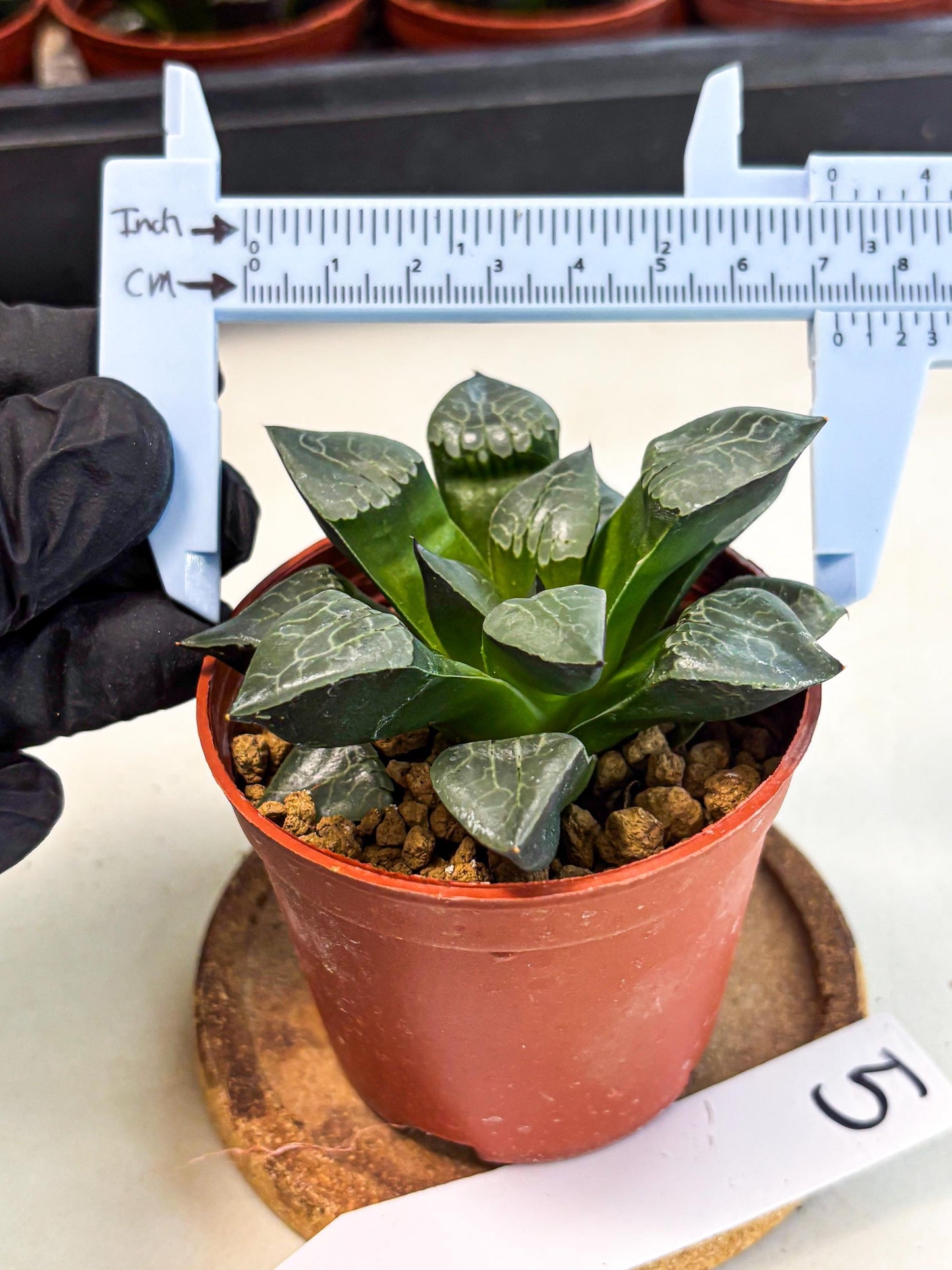 Haworthia Huo Fenghuang (wa7) (r5) | Rare Import