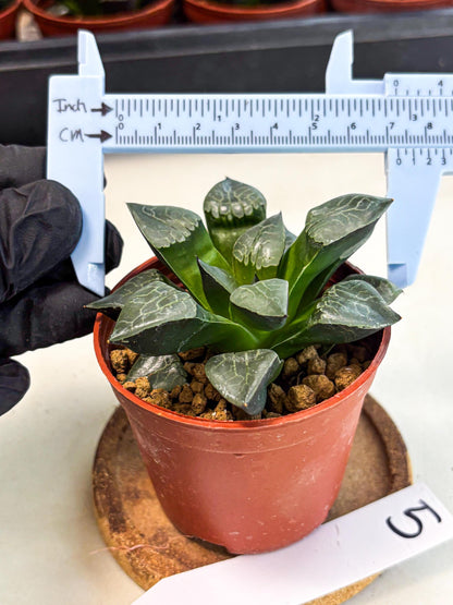 Haworthia Huo Fenghuang (wa7) (r5) | Rare Import