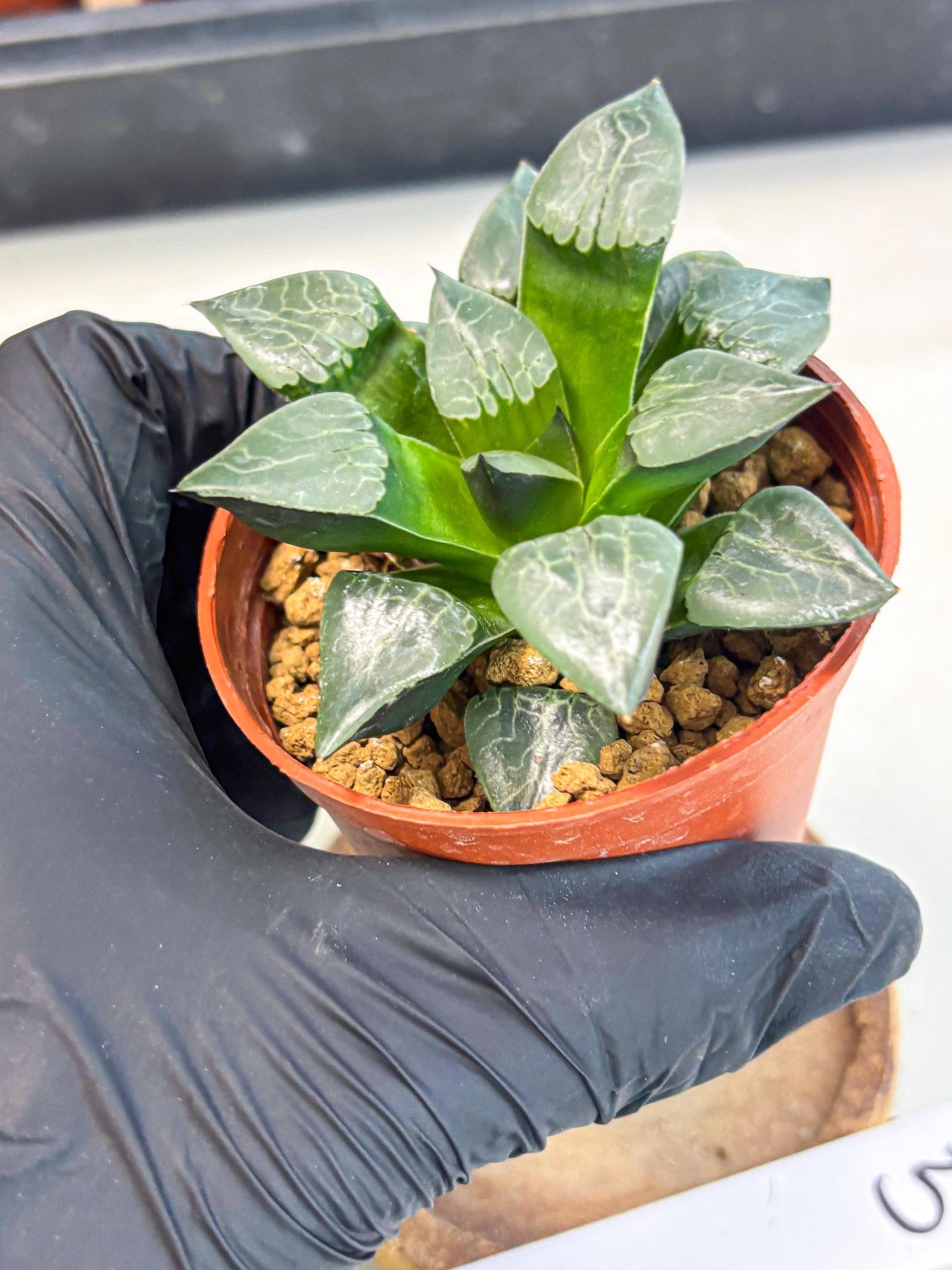 Haworthia Huo Fenghuang (wa7) (r5) | Rare Import