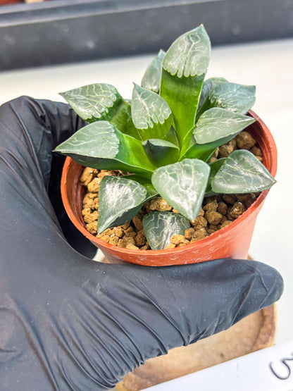 Haworthia Huo Fenghuang (wa7) (r5) | Rare Import