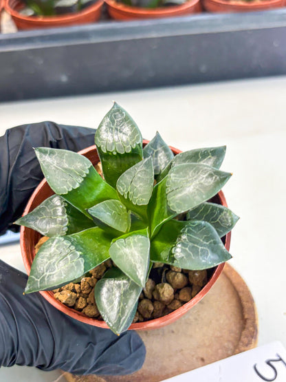 Haworthia Huo Fenghuang (wa7) (r5) | Rare Import