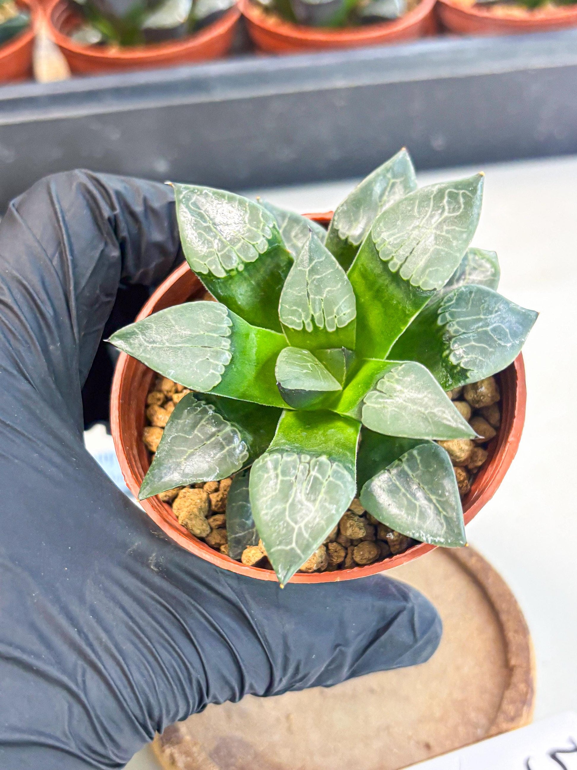Haworthia Huo Fenghuang (wa7) (r5) | Rare Import