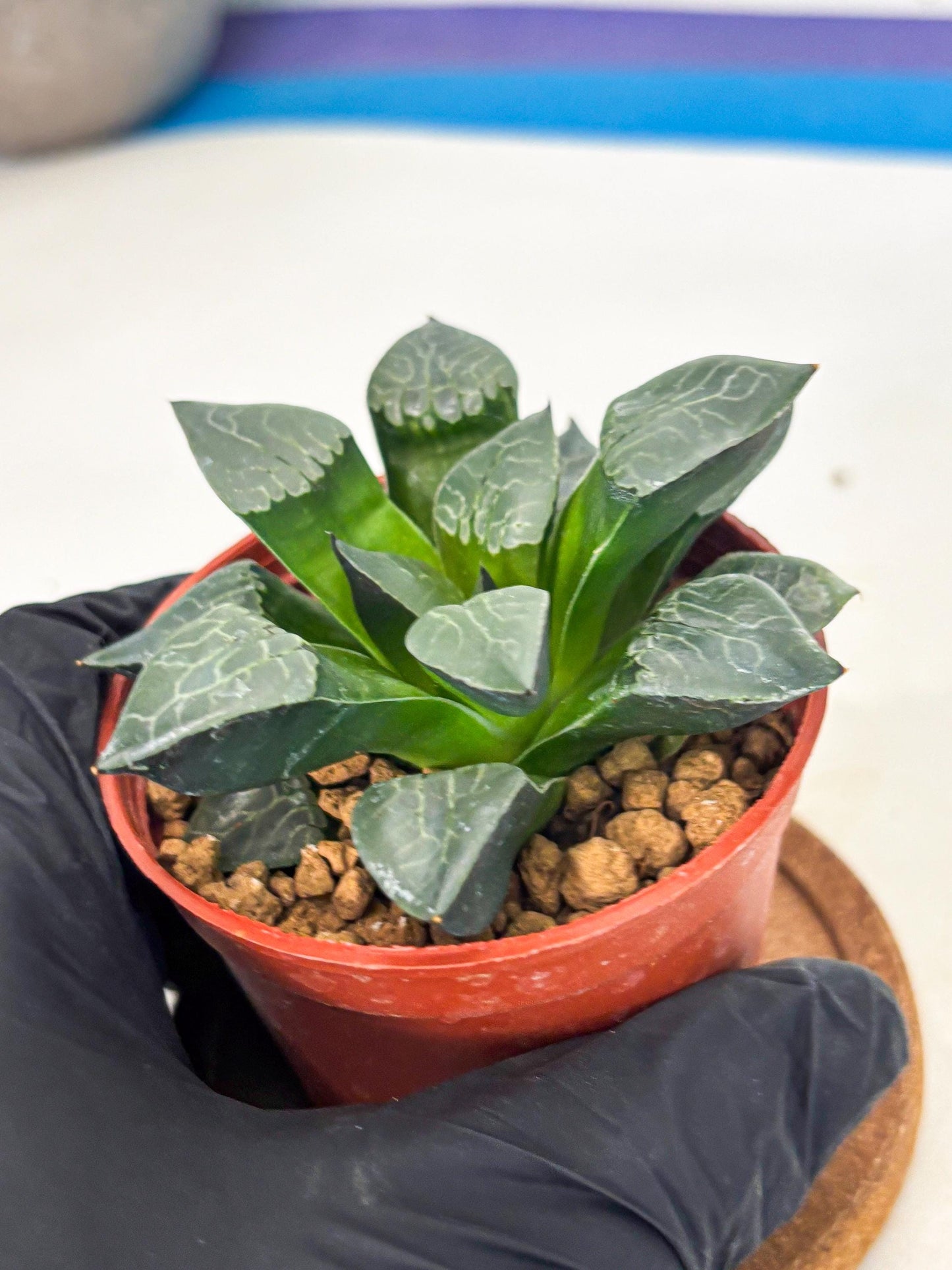 Haworthia Huo Fenghuang (wa7) (r5) | Rare Import