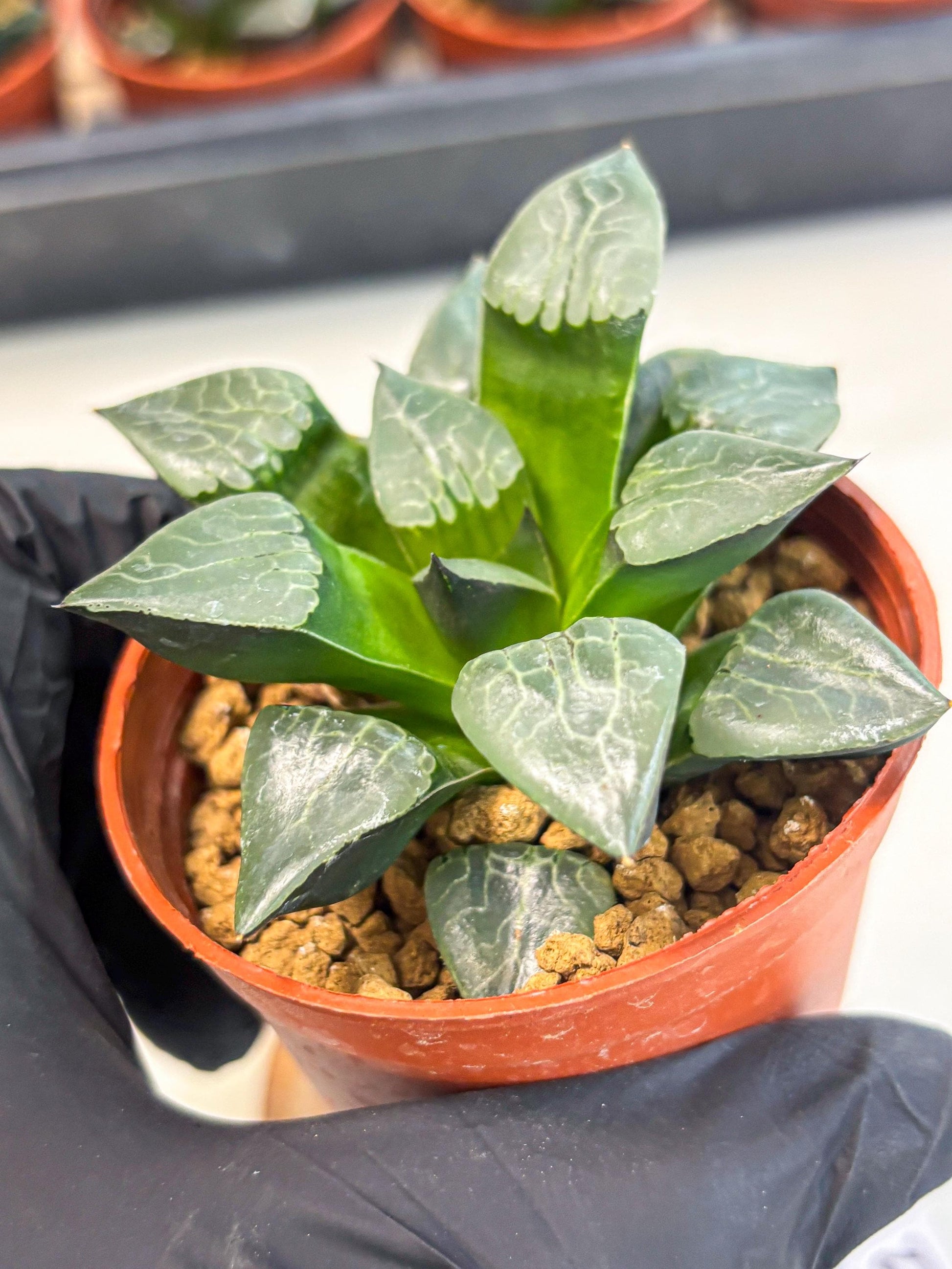 Haworthia Huo Fenghuang (wa7) (r5) | Rare Import