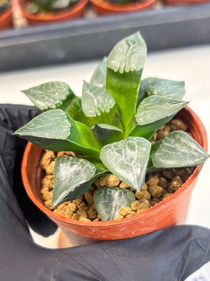 Haworthia Huo Fenghuang (wa7) (r5) | Rare Import