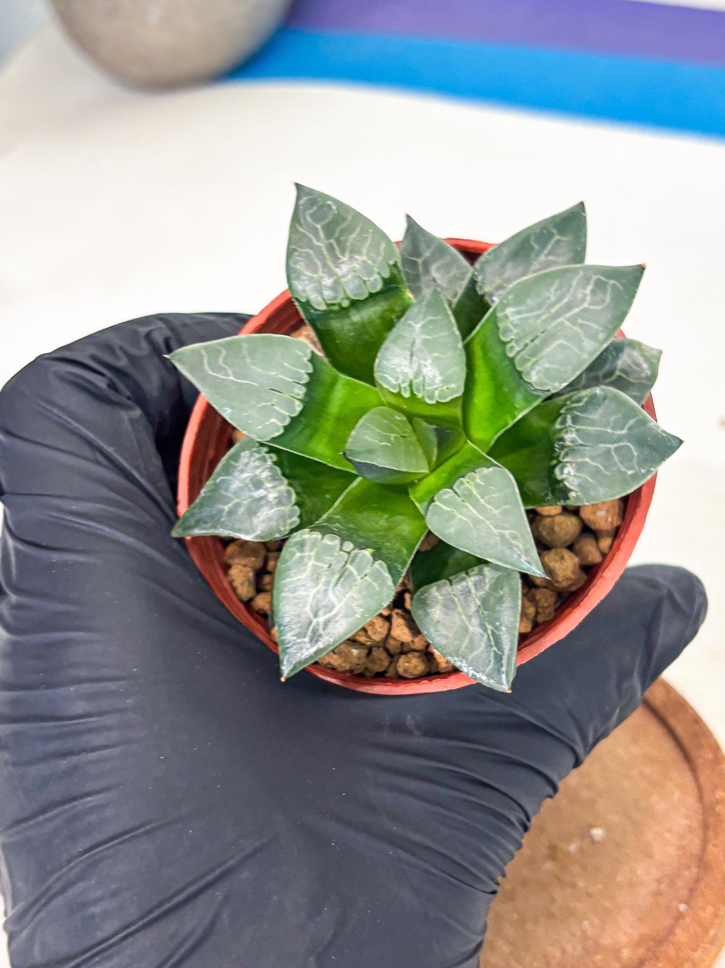 Haworthia Huo Fenghuang (wa7) (r5) | Rare Import