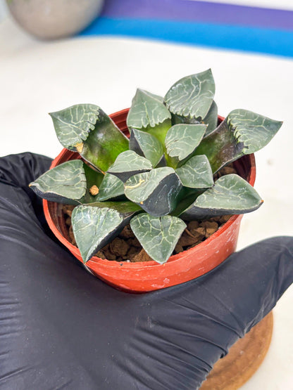 Haworthia Huo Fenghuang (wa7) (r6) | Rare Import