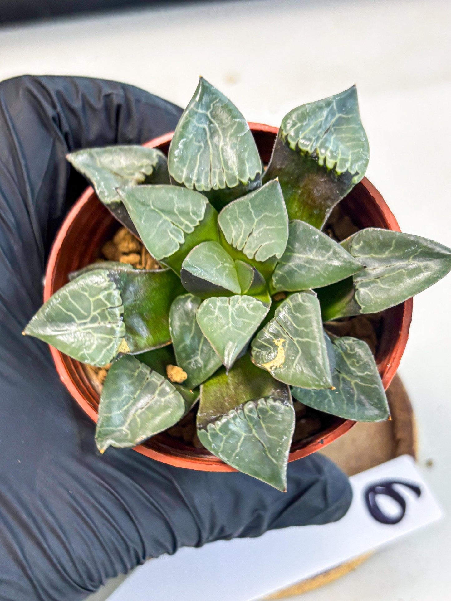 Haworthia Huo Fenghuang (wa7) (r6) | Rare Import
