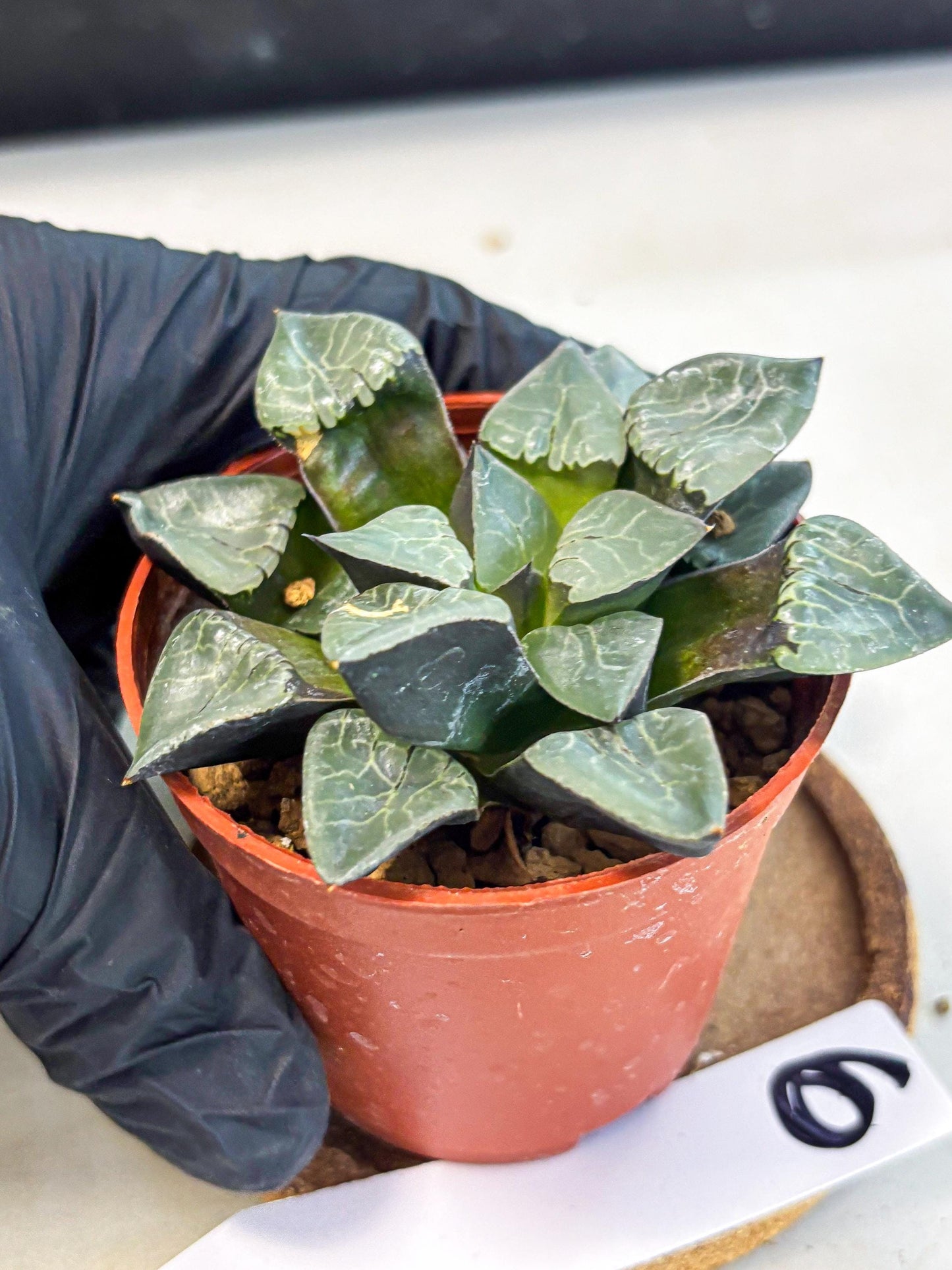 Haworthia Huo Fenghuang (wa7) (r6) | Rare Import
