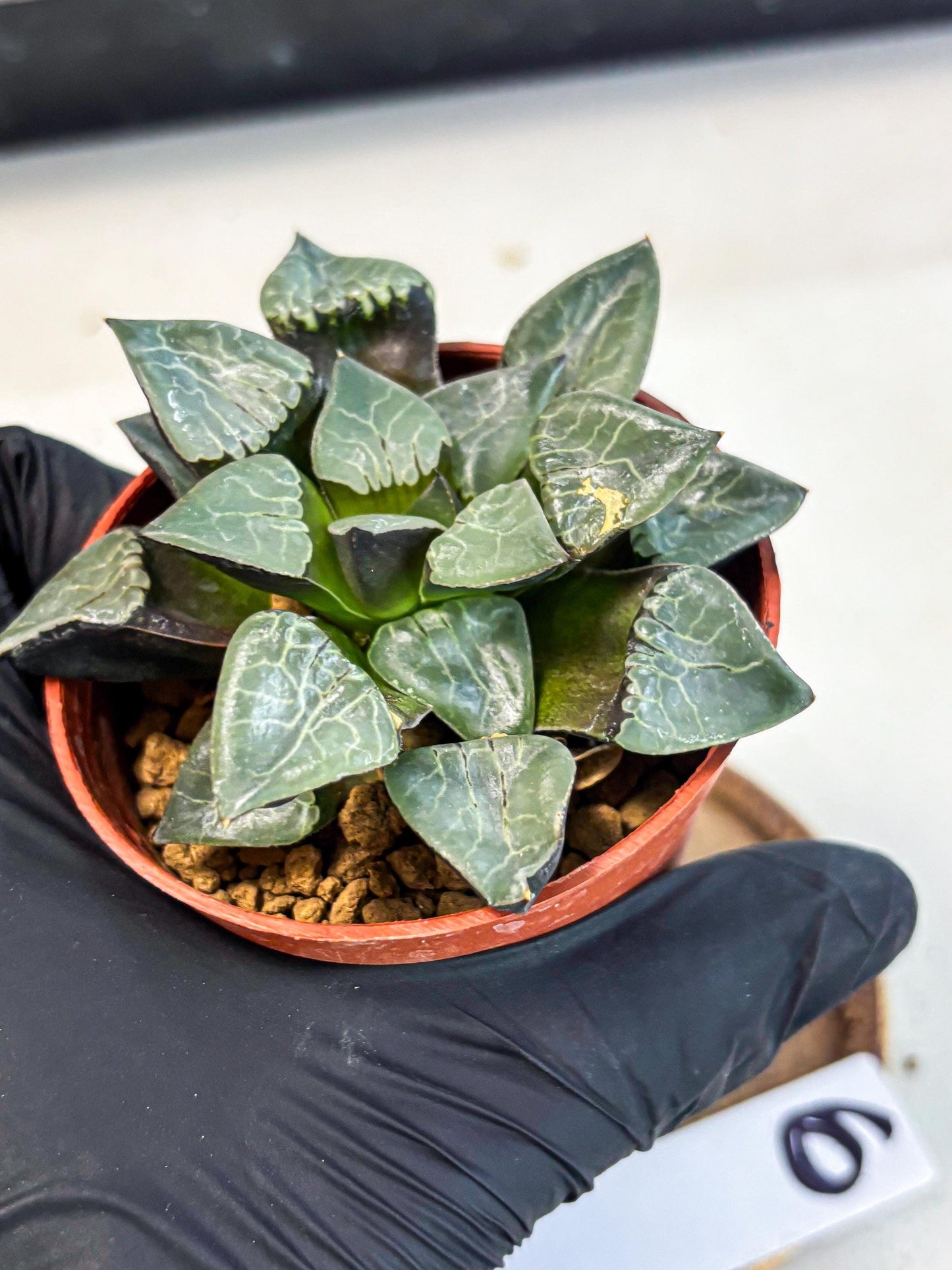 Haworthia Huo Fenghuang (wa7) (r6) | Rare Import