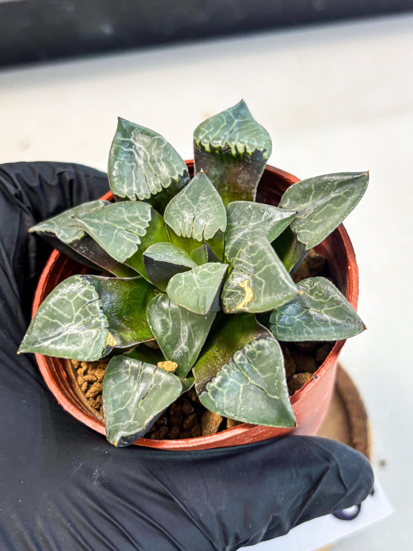 Haworthia Huo Fenghuang (wa7) (r6) | Rare Import