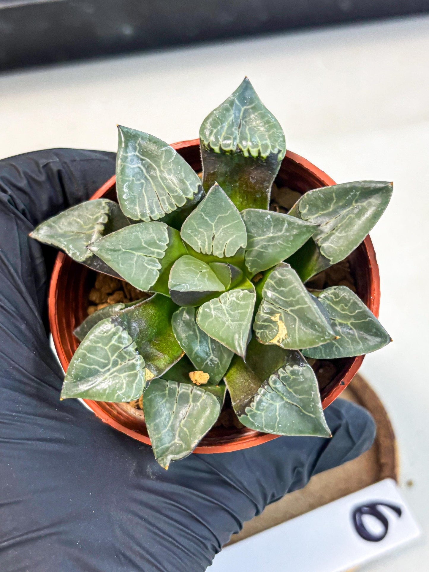 Haworthia Huo Fenghuang (wa7) (r6) | Rare Import