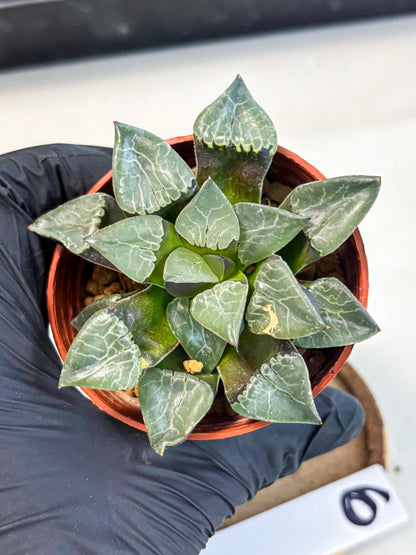 Haworthia Huo Fenghuang (wa7) (r6) | Rare Import
