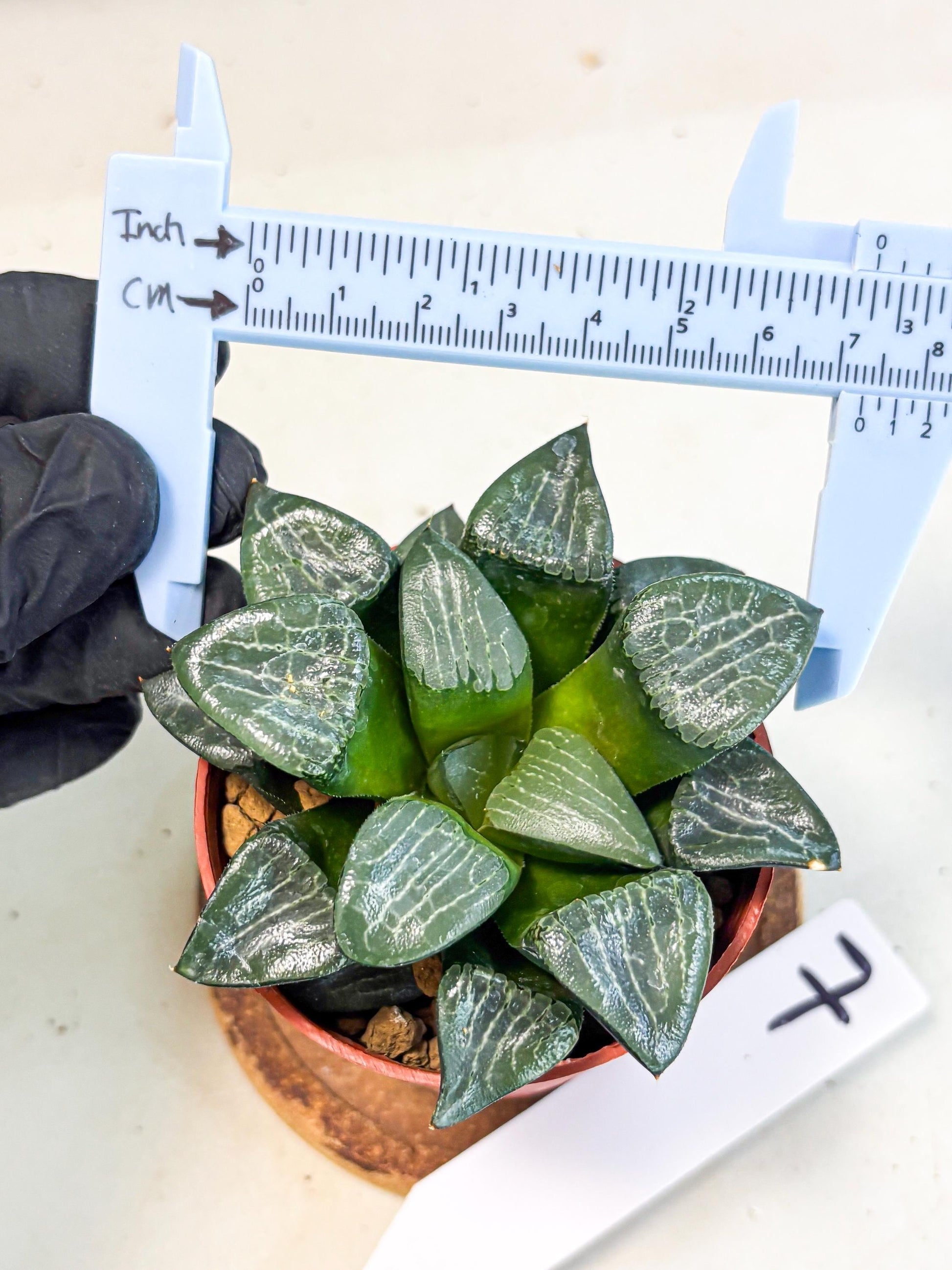 Haworthia Yueying (wa7) (r7) | Rare Import