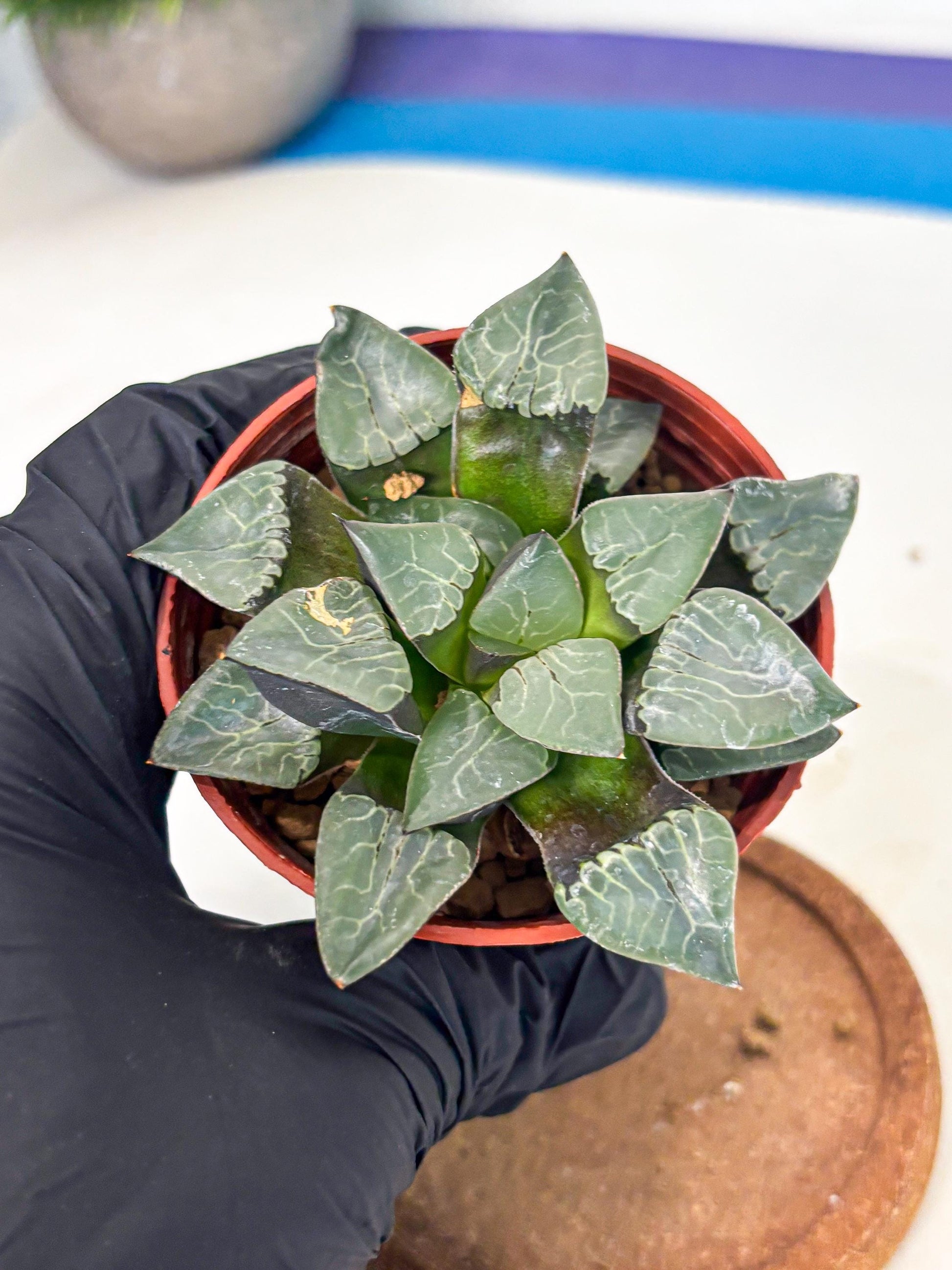 Haworthia Huo Fenghuang (wa7) (r6) | Rare Import