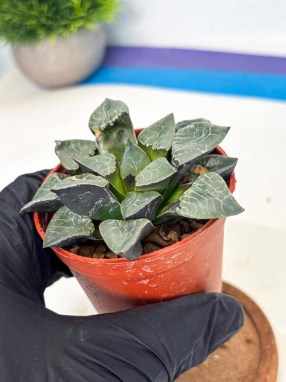 Haworthia Huo Fenghuang (wa7) (r6) | Rare Import