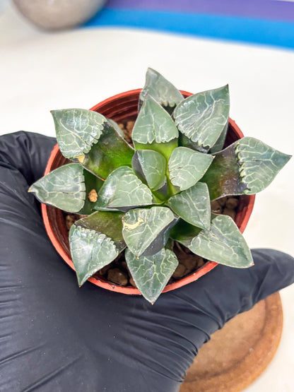 Haworthia Huo Fenghuang (wa7) (r6) | Rare Import