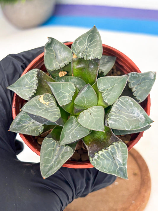 Haworthia Huo Fenghuang (wa7) (r6) | Rare Import