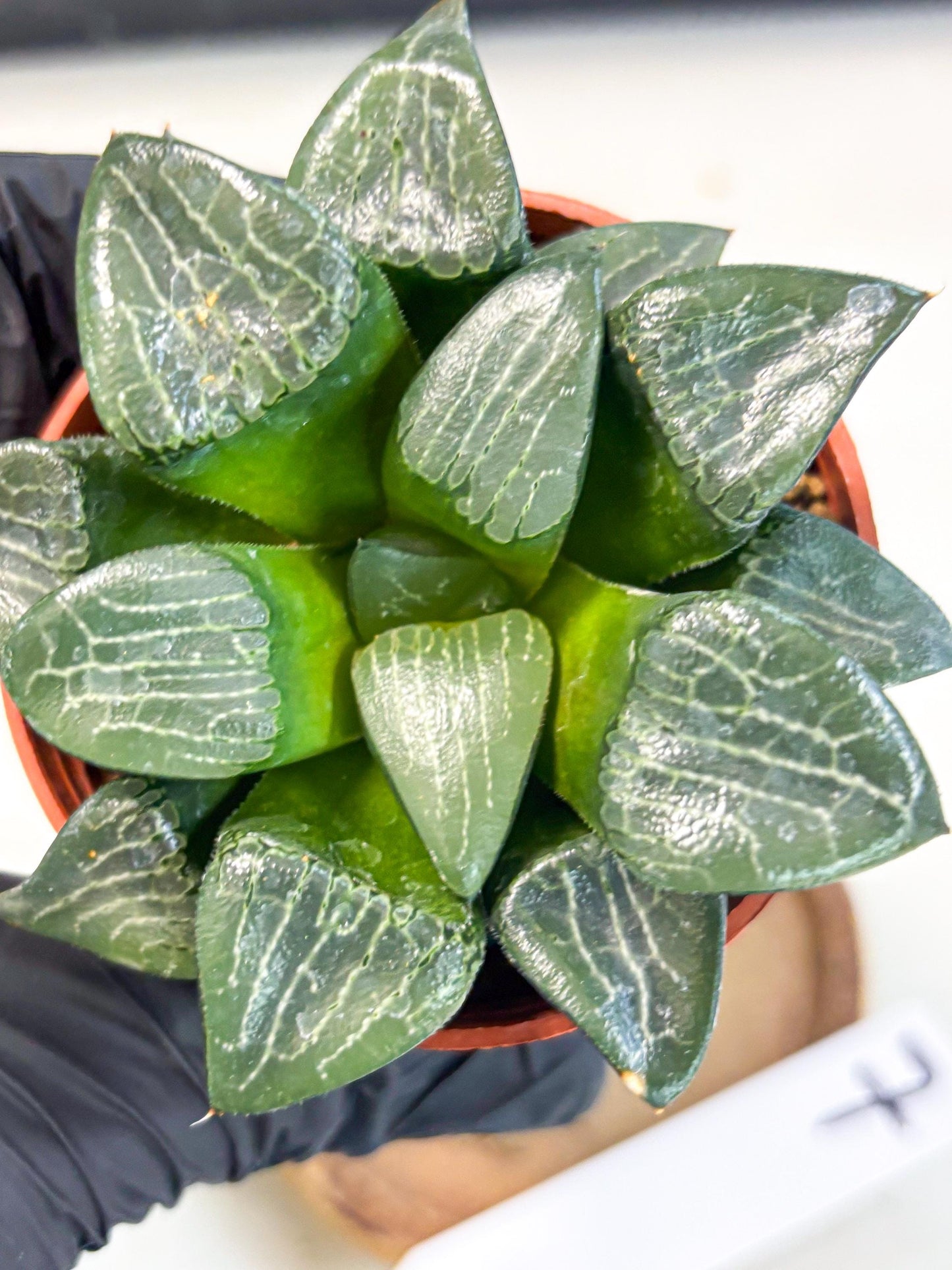 Haworthia Yueying (wa7) (r7) | Rare Import