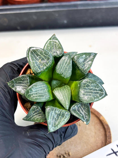 Haworthia Yueying (wa7) (r7) | Rare Import