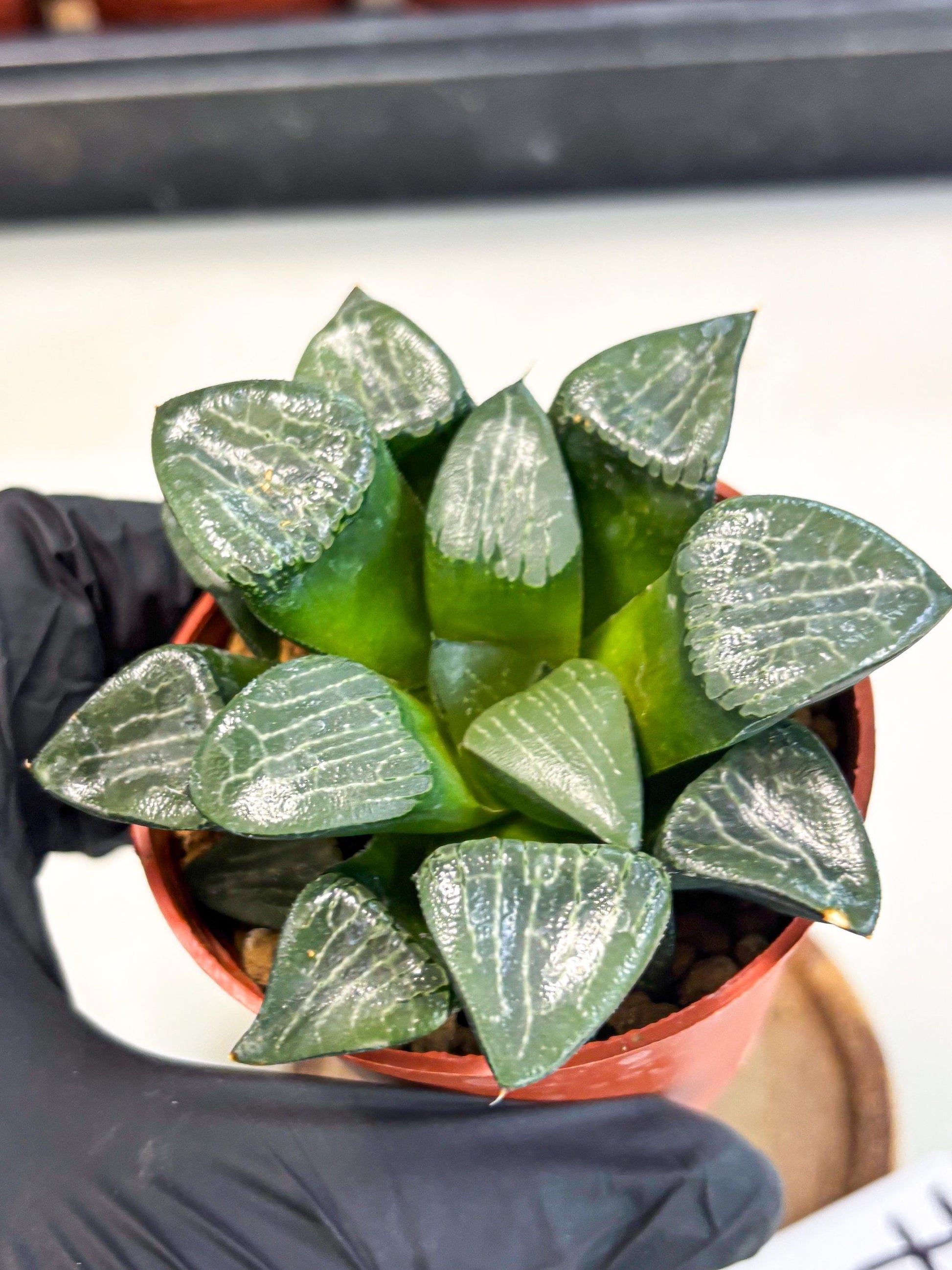 Haworthia Yueying (wa7) (r7) | Rare Import