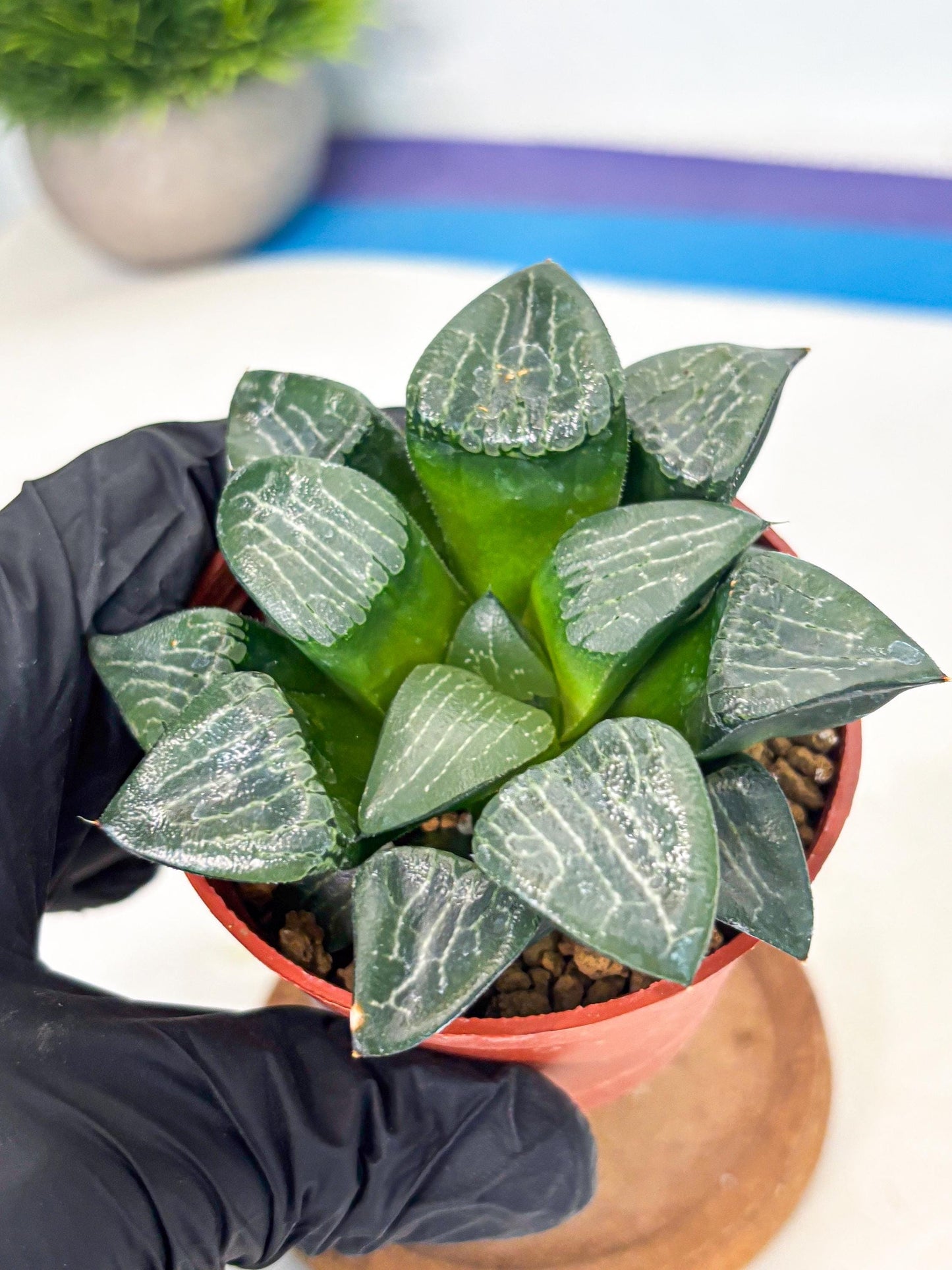 Haworthia Yueying (wa7) (r7) | Rare Import
