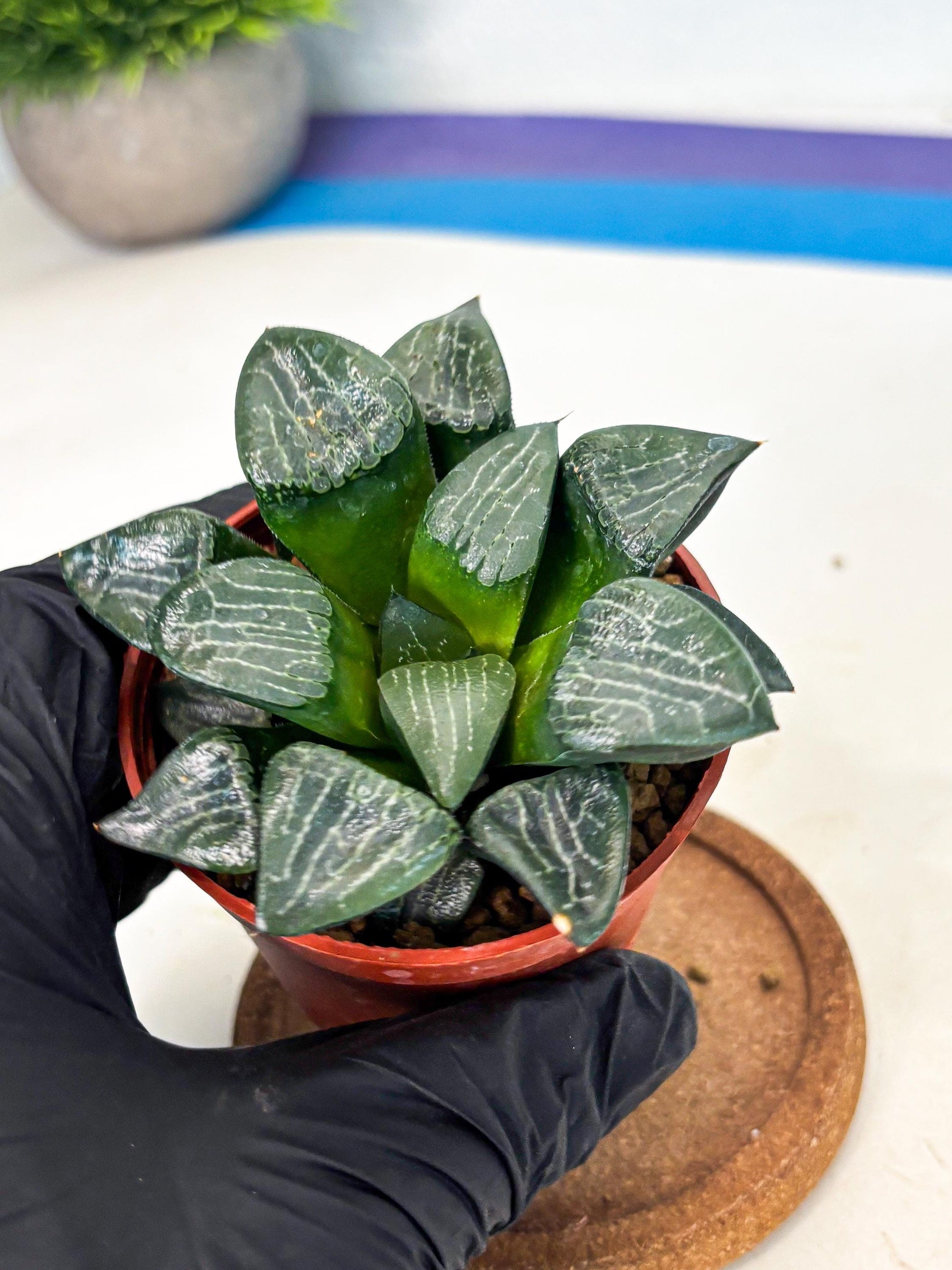 Haworthia Yueying (wa7) (r7) | Rare Import