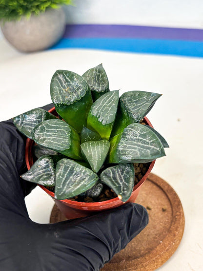 Haworthia Yueying (wa7) (r7) | Rare Import
