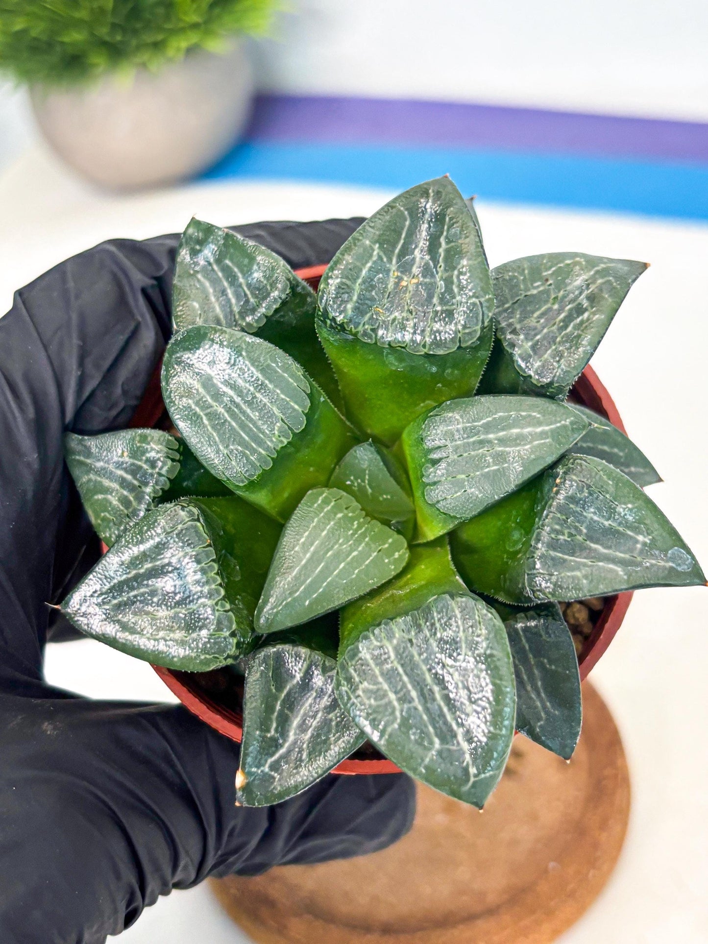 Haworthia Yueying (wa7) (r7) | Rare Import