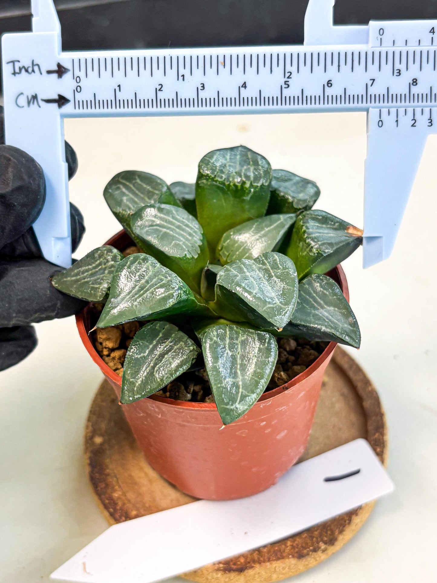 Haworthia Yueying (wa7) (g1) | Rare Import