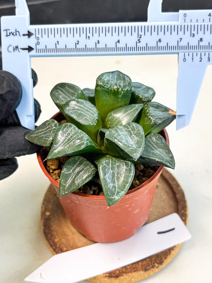 Haworthia Yueying (wa7) (g1) | Rare Import