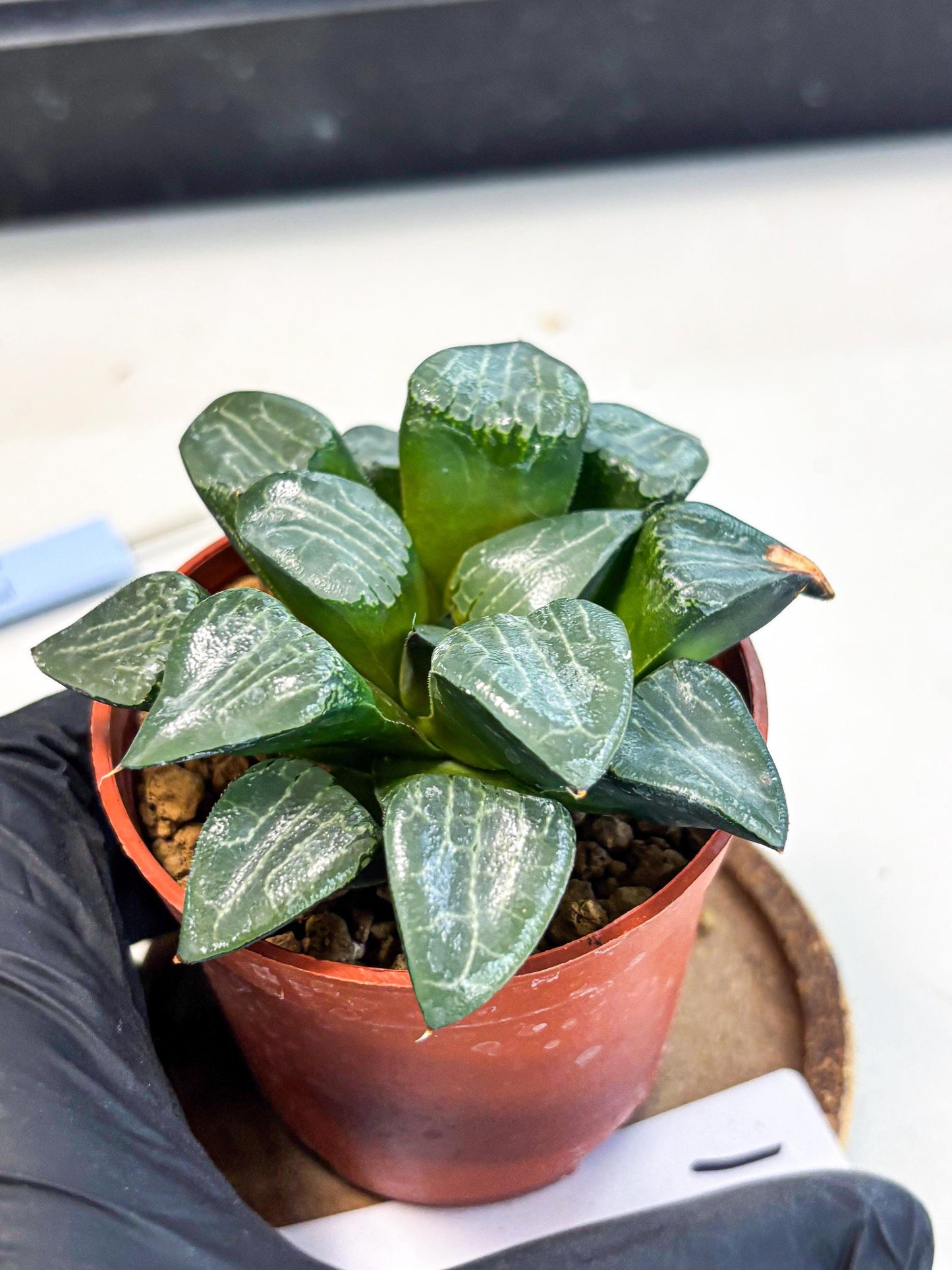 Haworthia Yueying (wa7) (g1) | Rare Import