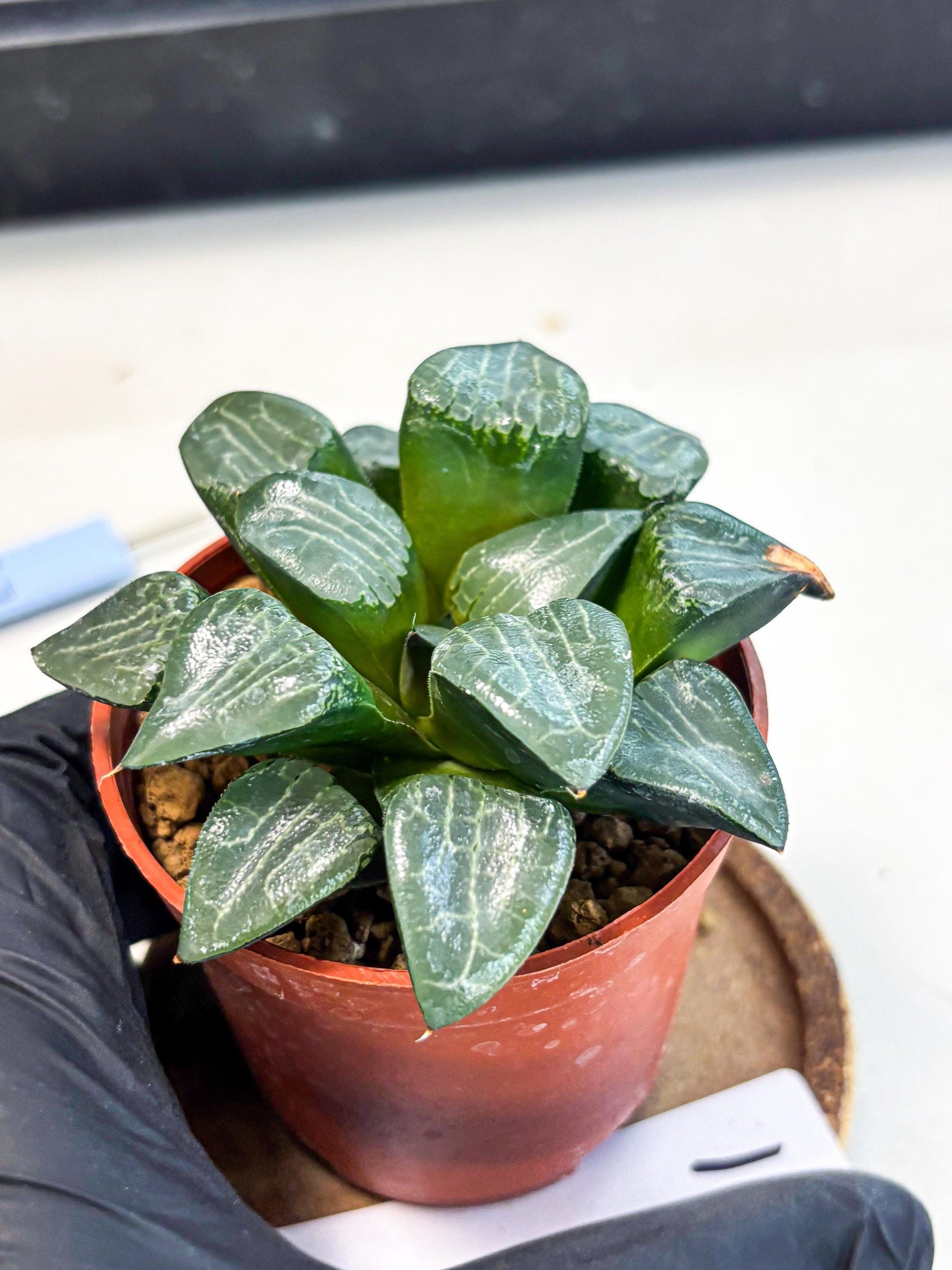 Haworthia Yueying (wa7) (g1) | Rare Import