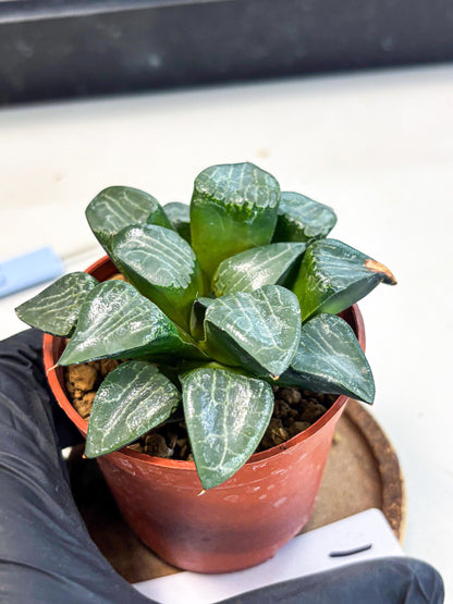 Haworthia Yueying (wa7) (g1) | Rare Import