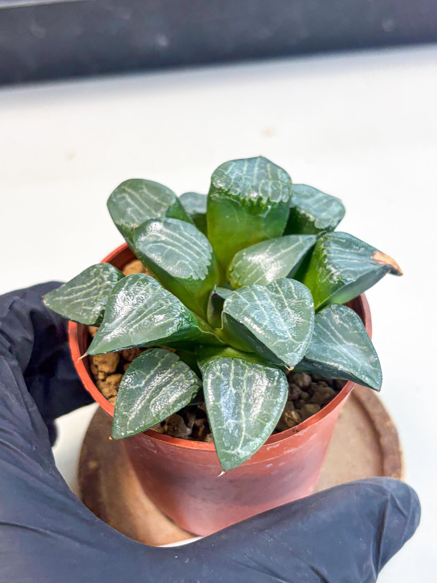 Haworthia Yueying (wa7) (g1) | Rare Import
