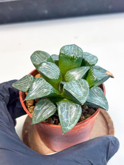 Haworthia Yueying (wa7) (g1) | Rare Import
