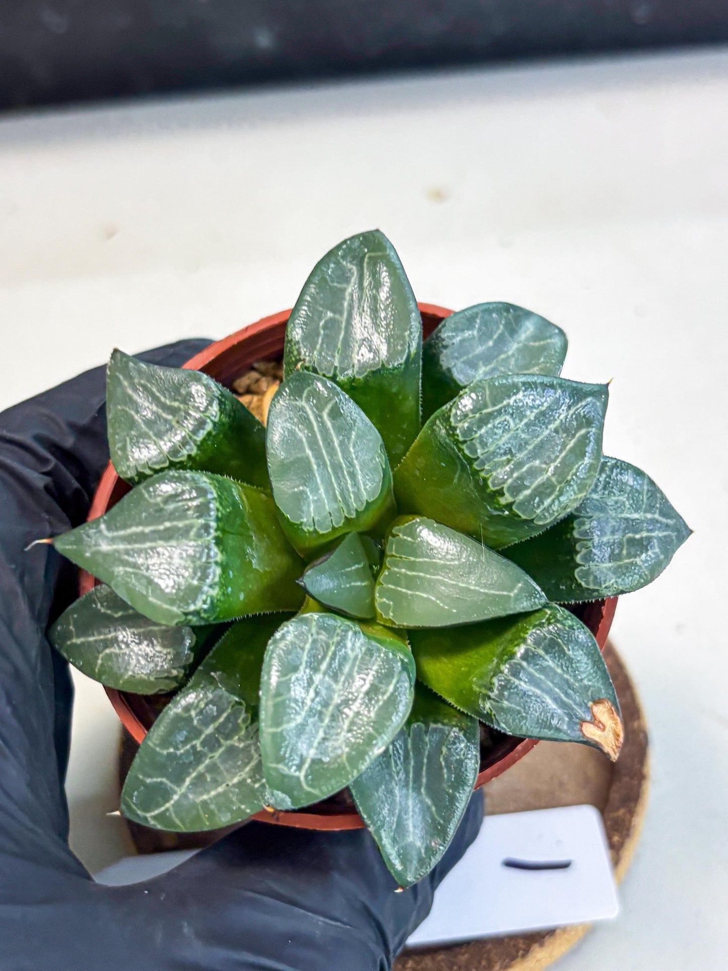 Haworthia Yueying (wa7) (g1) | Rare Import