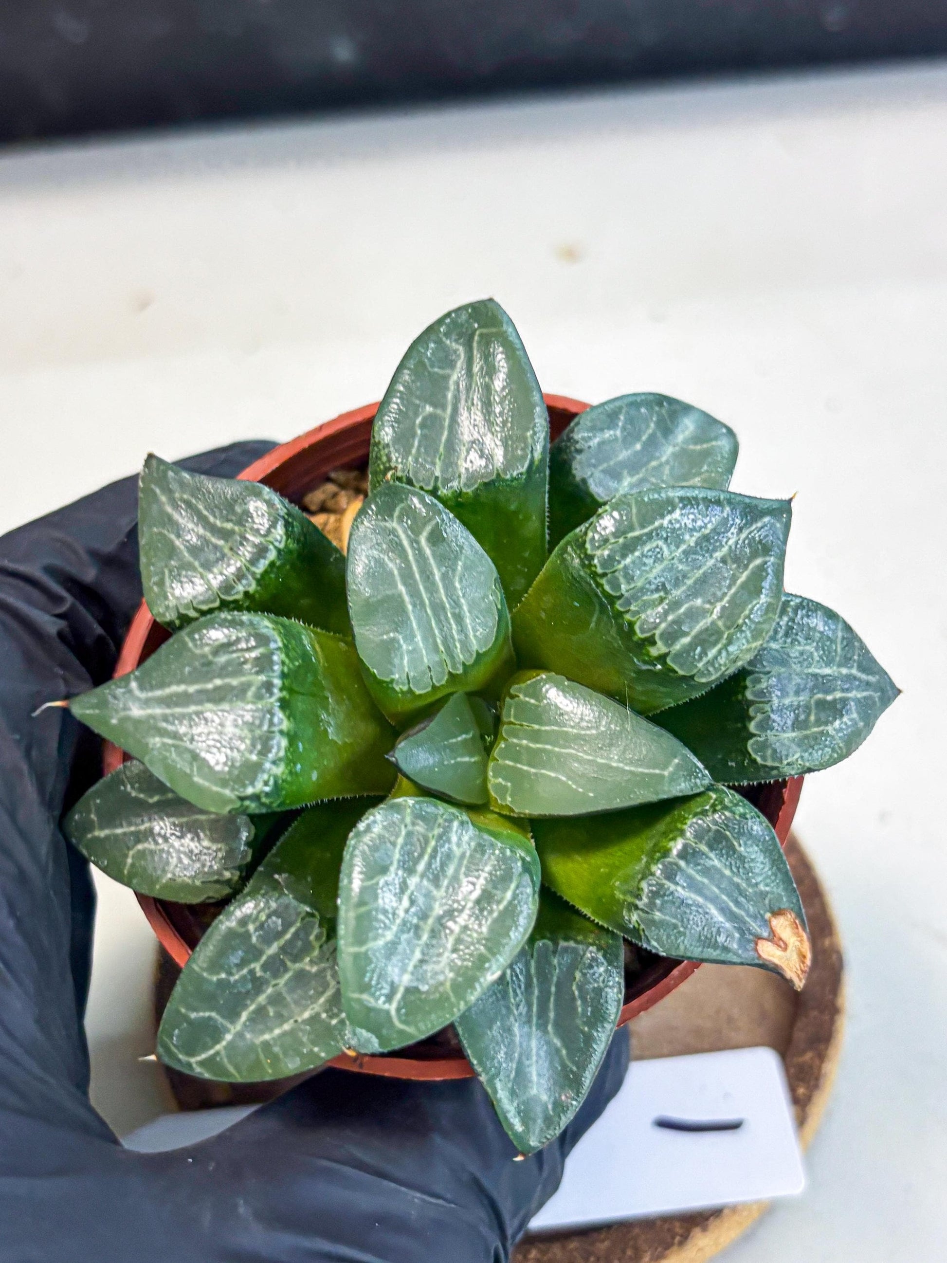 Haworthia Yueying (wa7) (g1) | Rare Import