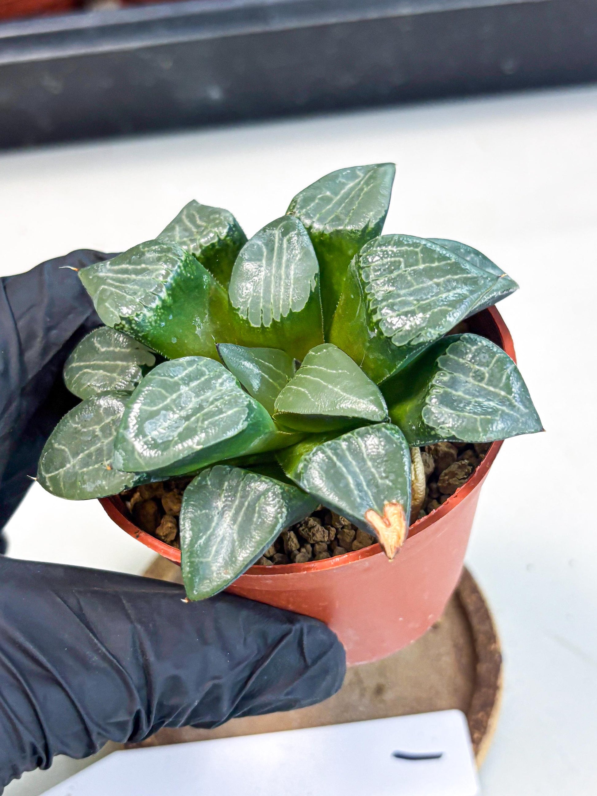 Haworthia Yueying (wa7) (g1) | Rare Import