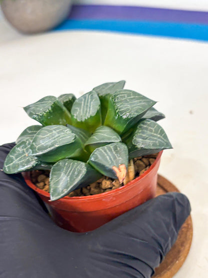 Haworthia Yueying (wa7) (g1) | Rare Import
