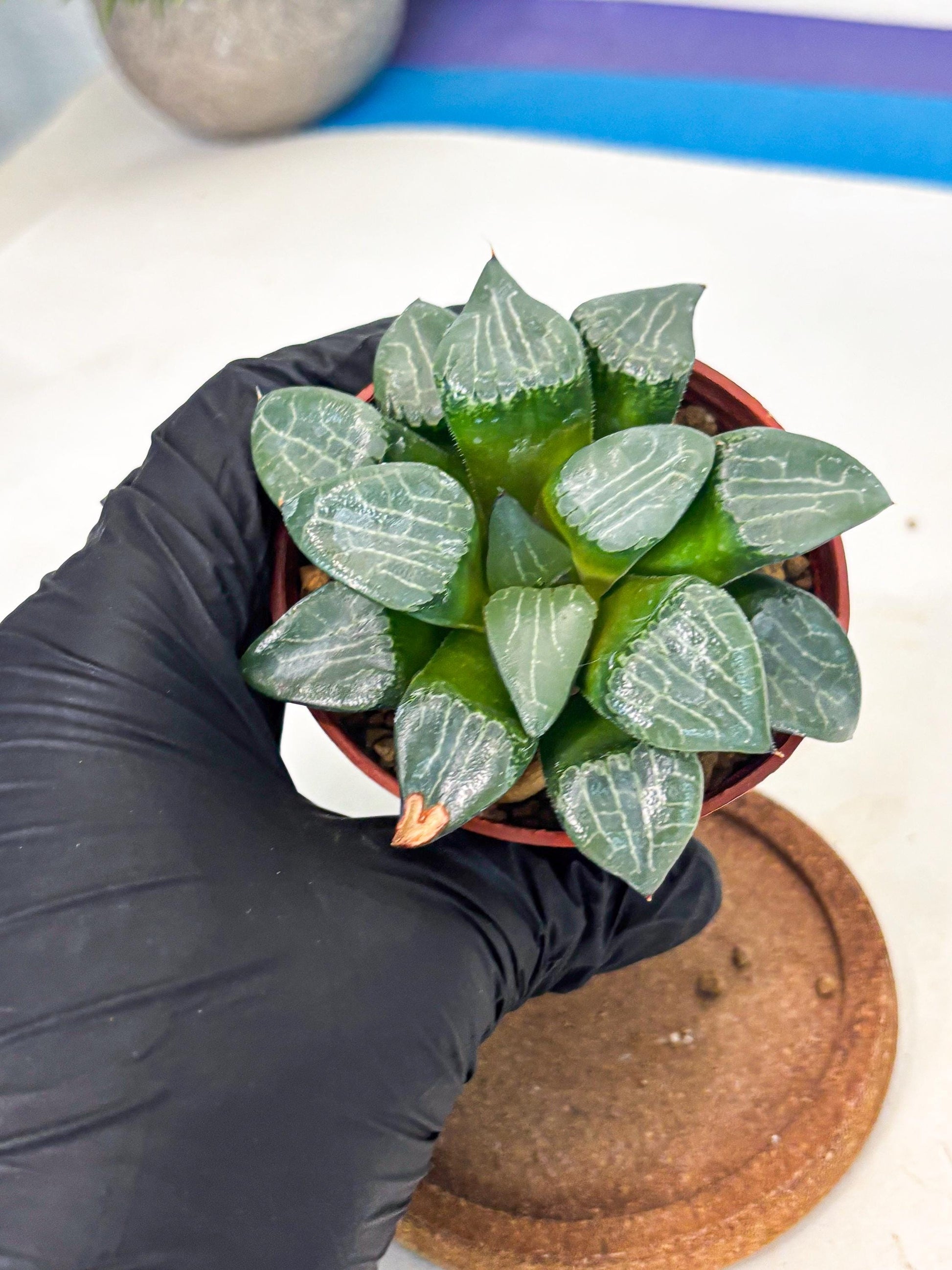 Haworthia Yueying (wa7) (g1) | Rare Import