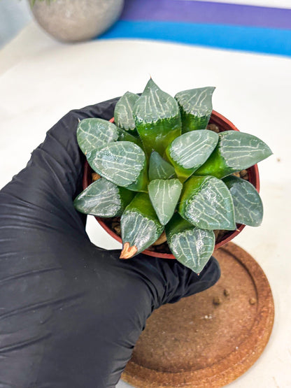 Haworthia Yueying (wa7) (g1) | Rare Import