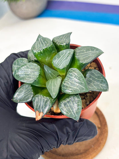 Haworthia Yueying (wa7) (g1) | Rare Import