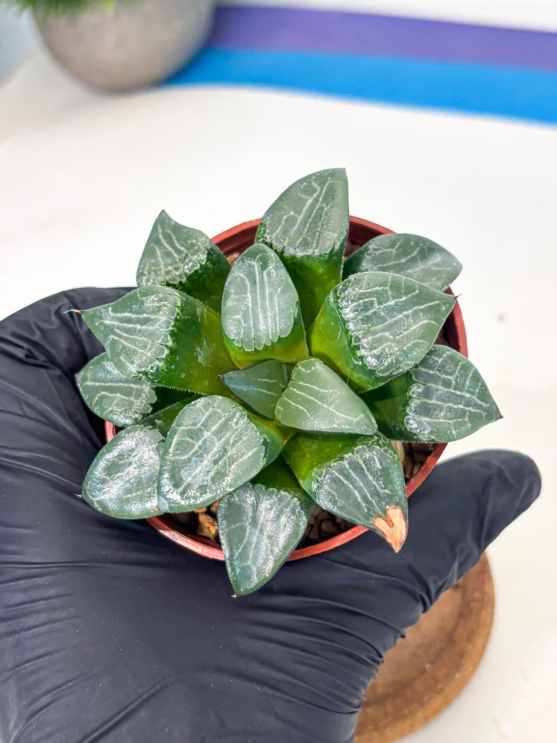 Haworthia Yueying (wa7) (g1) | Rare Import