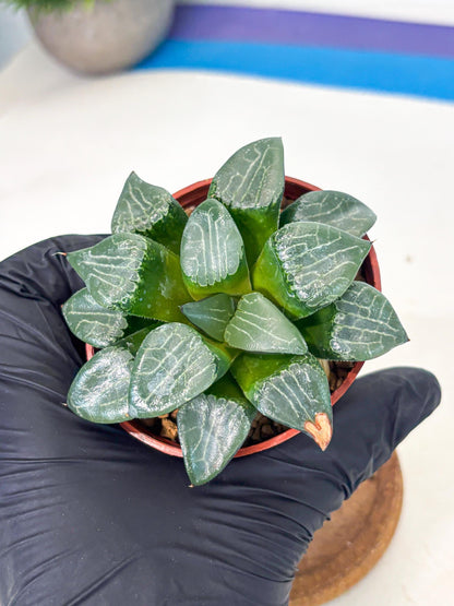 Haworthia Yueying (wa7) (g1) | Rare Import