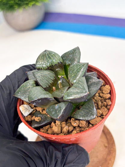 Haworthia Riyuentan (wa7) (g2) | Rare Import