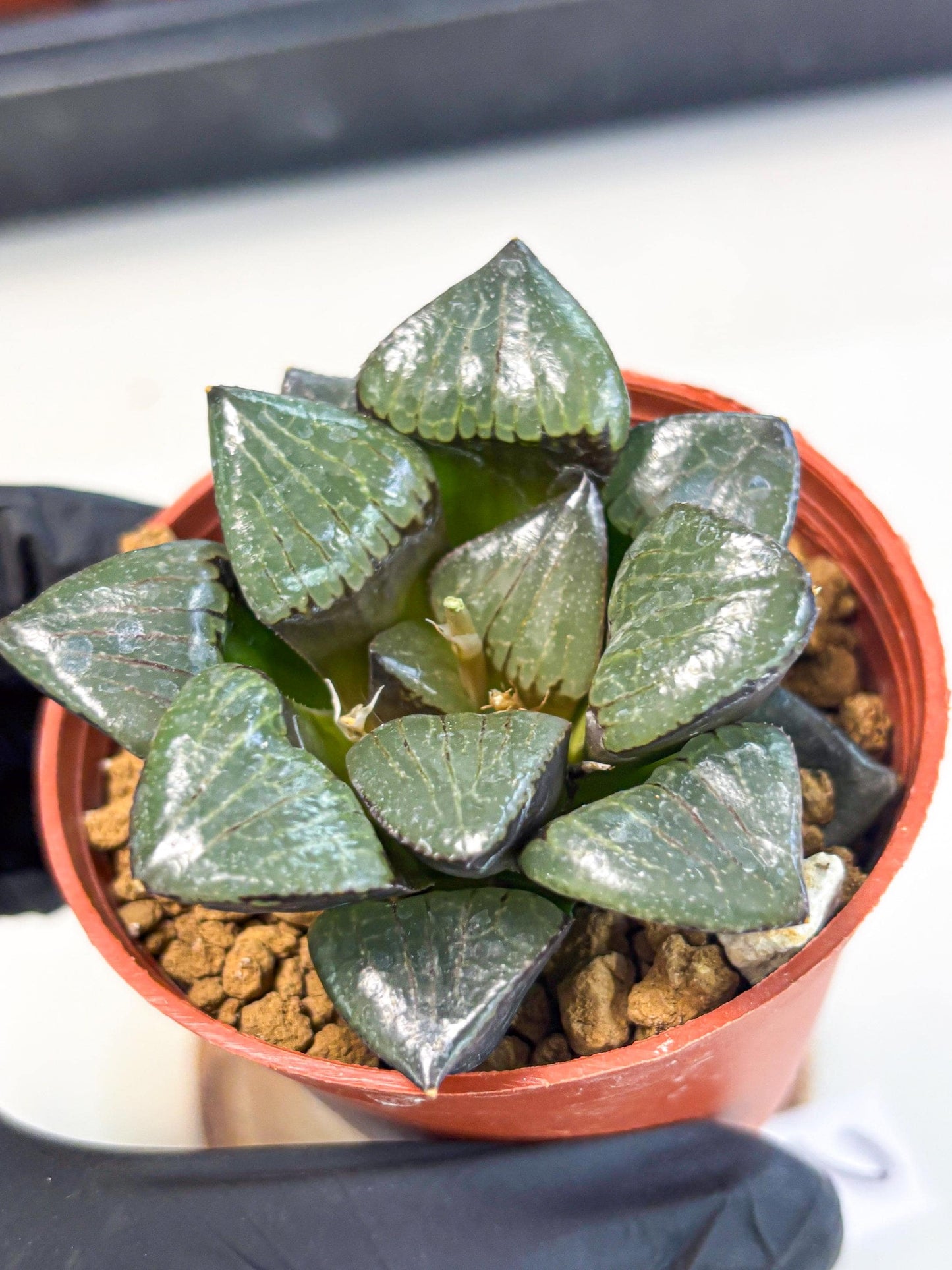 Haworthia Riyuentan (wa7) (g2) | Rare Import