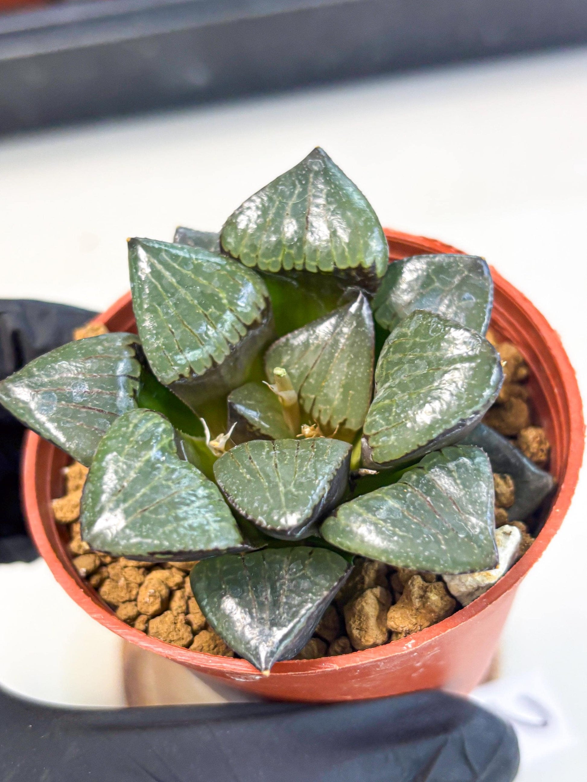 Haworthia Riyuentan (wa7) (g2) | Rare Import