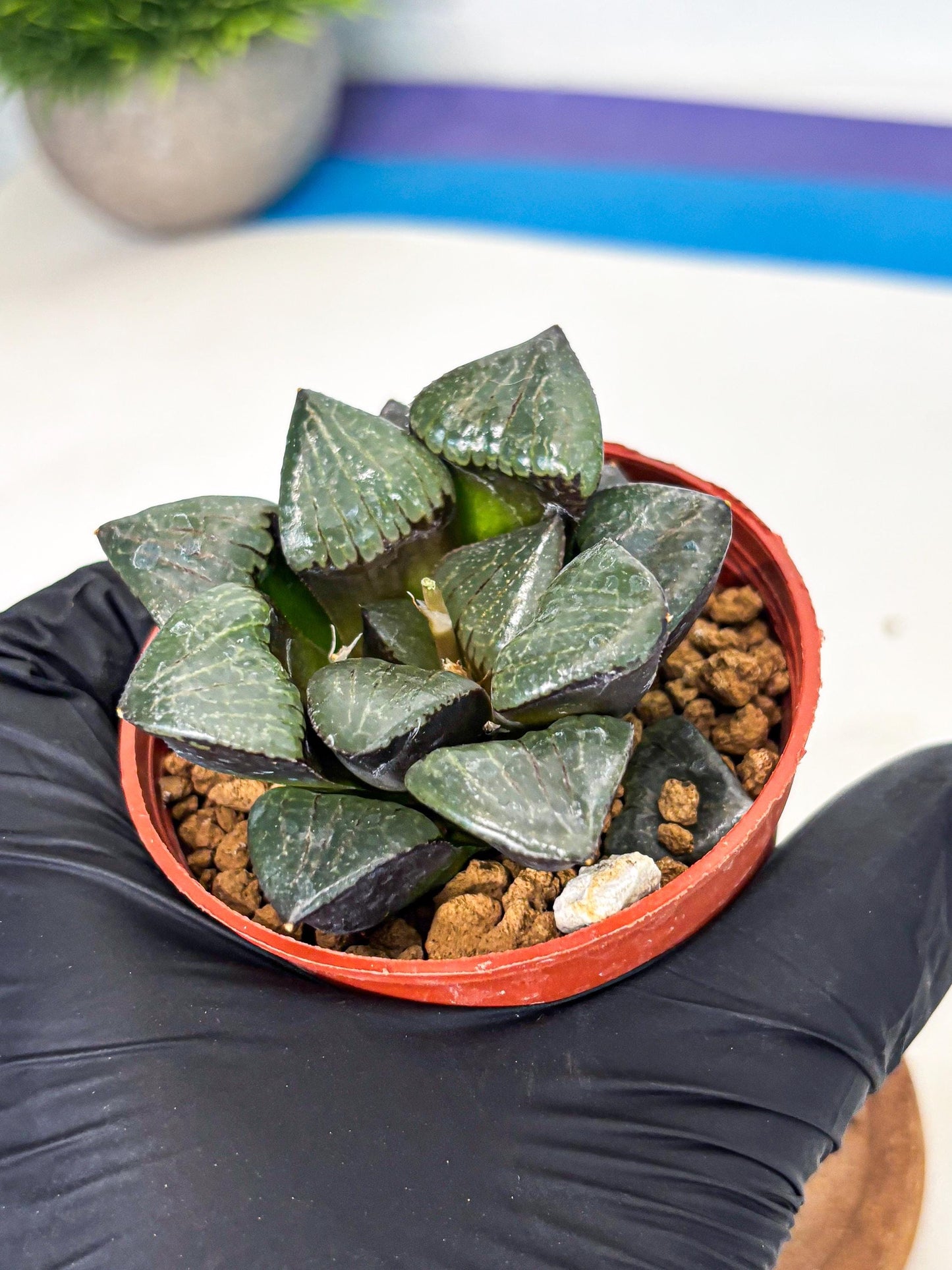Haworthia Riyuentan (wa7) (g2) | Rare Import