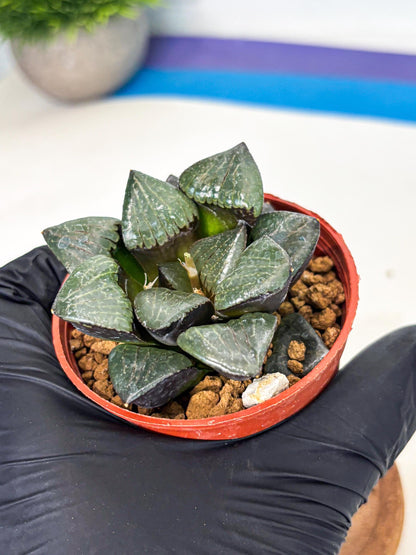 Haworthia Riyuentan (wa7) (g2) | Rare Import
